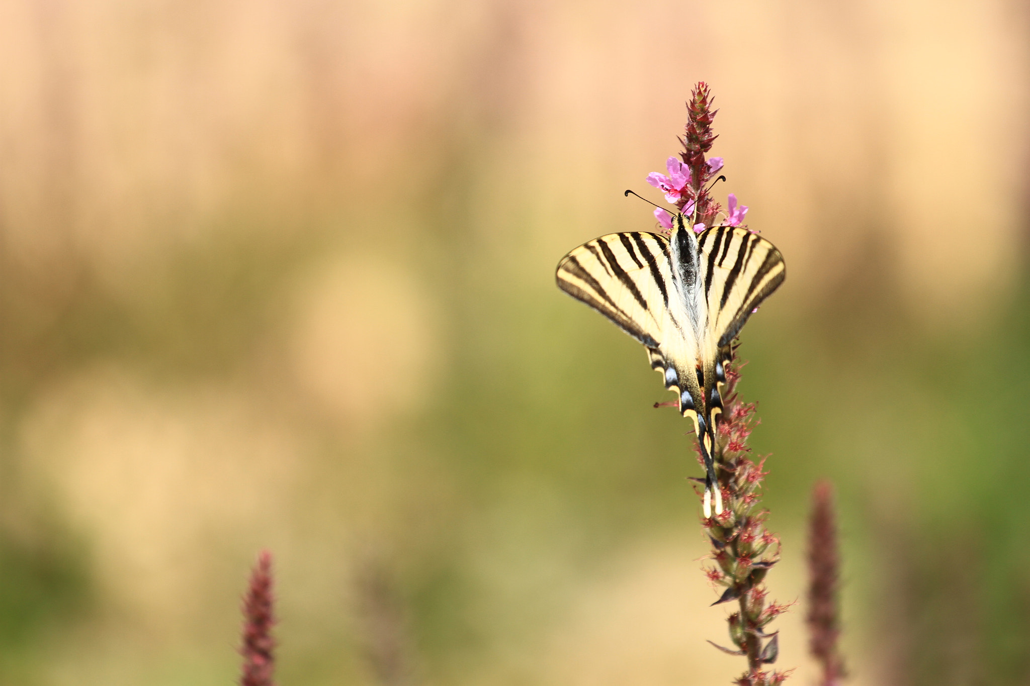 Canon EOS 7D + Canon EF 70-200mm F4L USM sample photo. Razones para amar el verano... photography