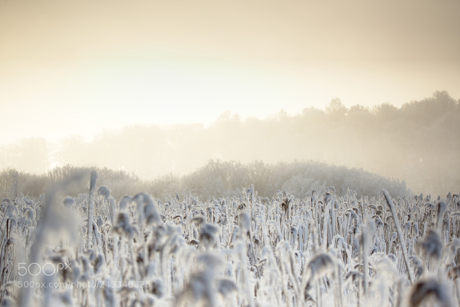 Nikon D810 sample photo. Frozen landscape photography