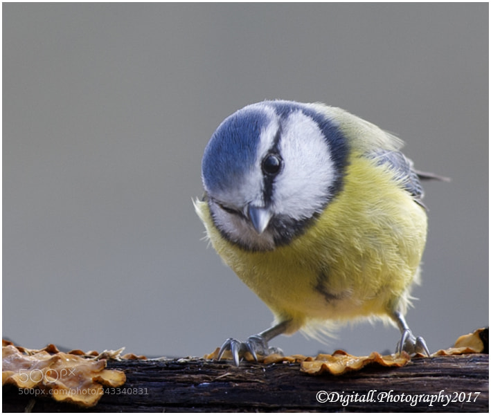 Nikon D3S sample photo. Bluetit photography