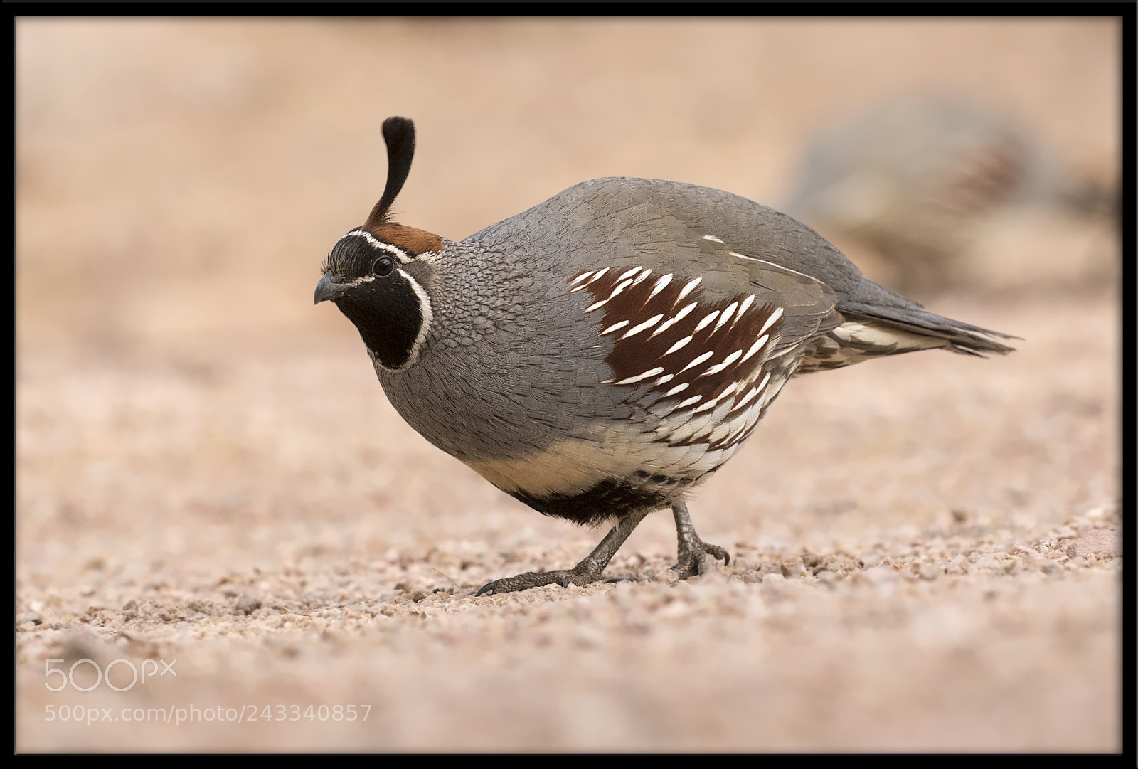 Canon EOS 7D Mark II sample photo. Gambel's quail photography