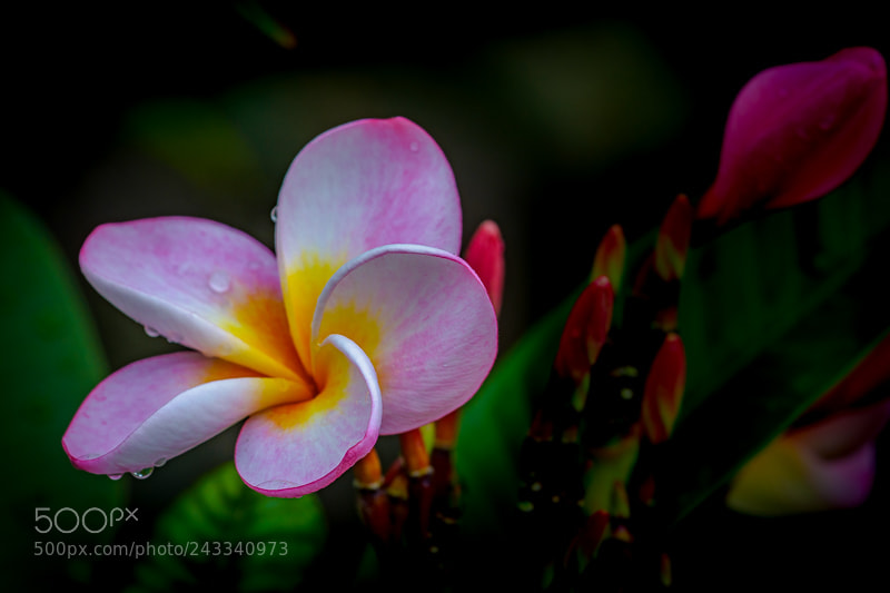 Nikon D7200 sample photo. Tropical beauty photography