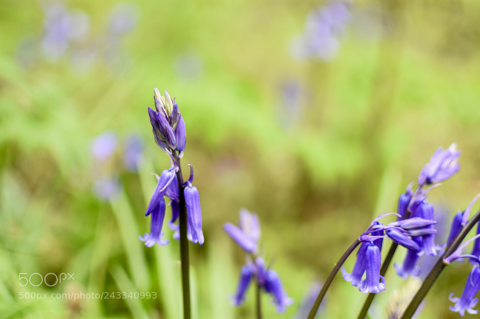 Nikon D7200 sample photo. Bluebells photography