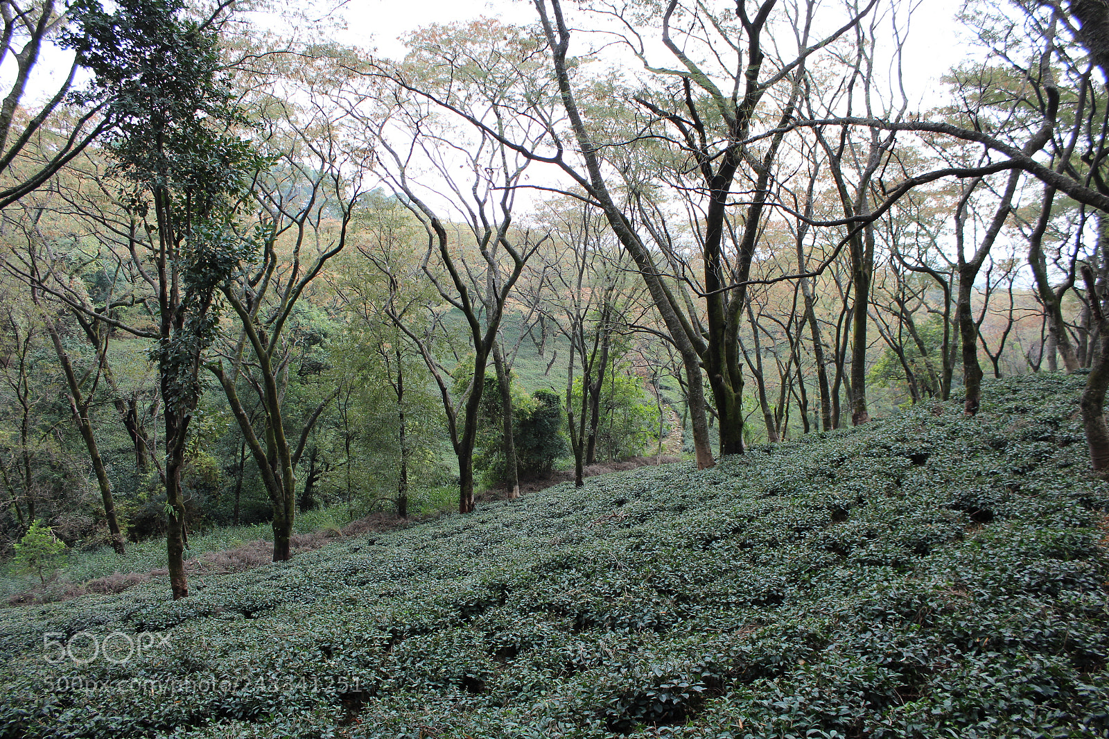 Canon EOS 1300D (EOS Rebel T6 / EOS Kiss X80) sample photo. Mann tea estate photography