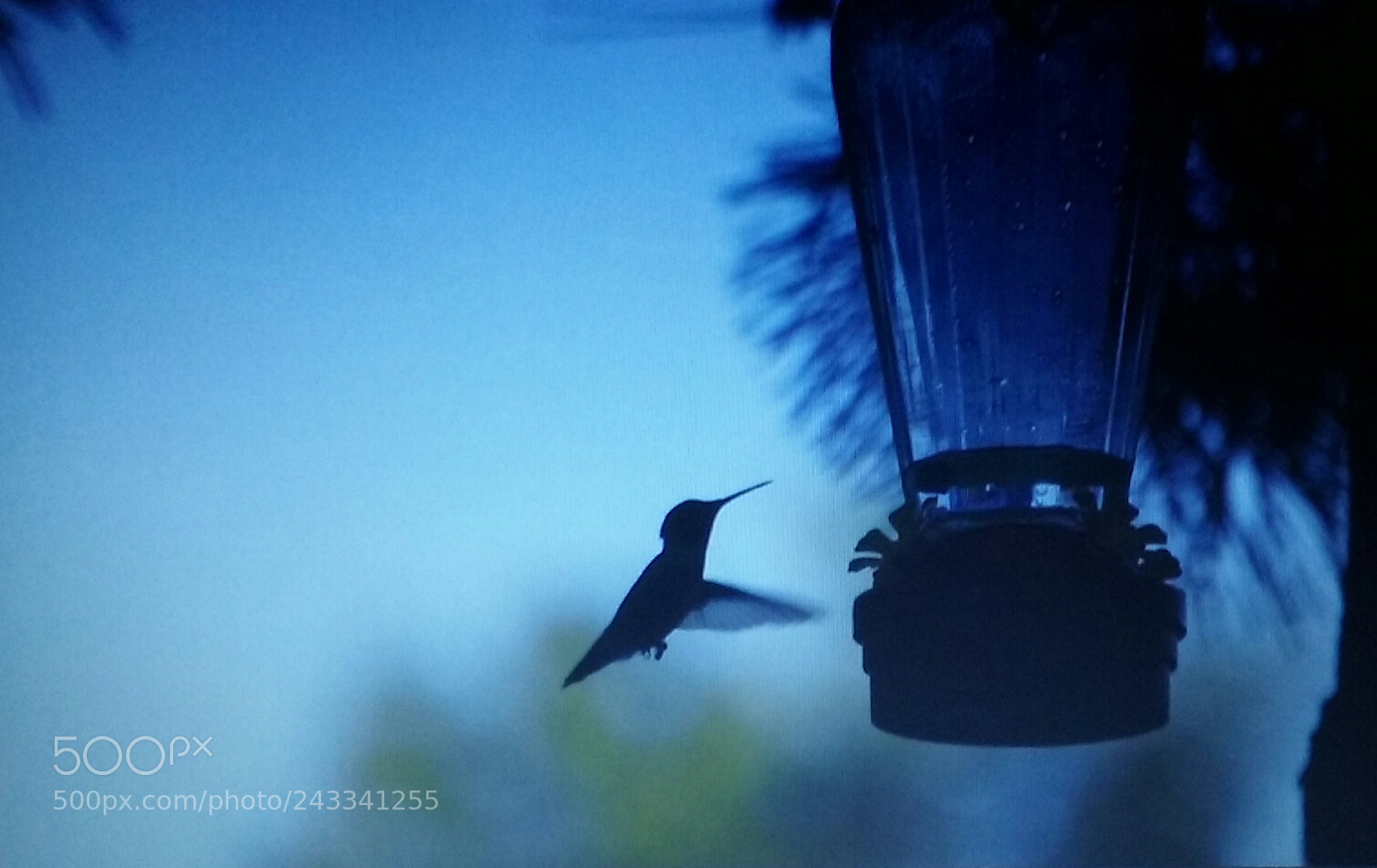 Samsung Galaxy Core Prime sample photo. Humming bird photography