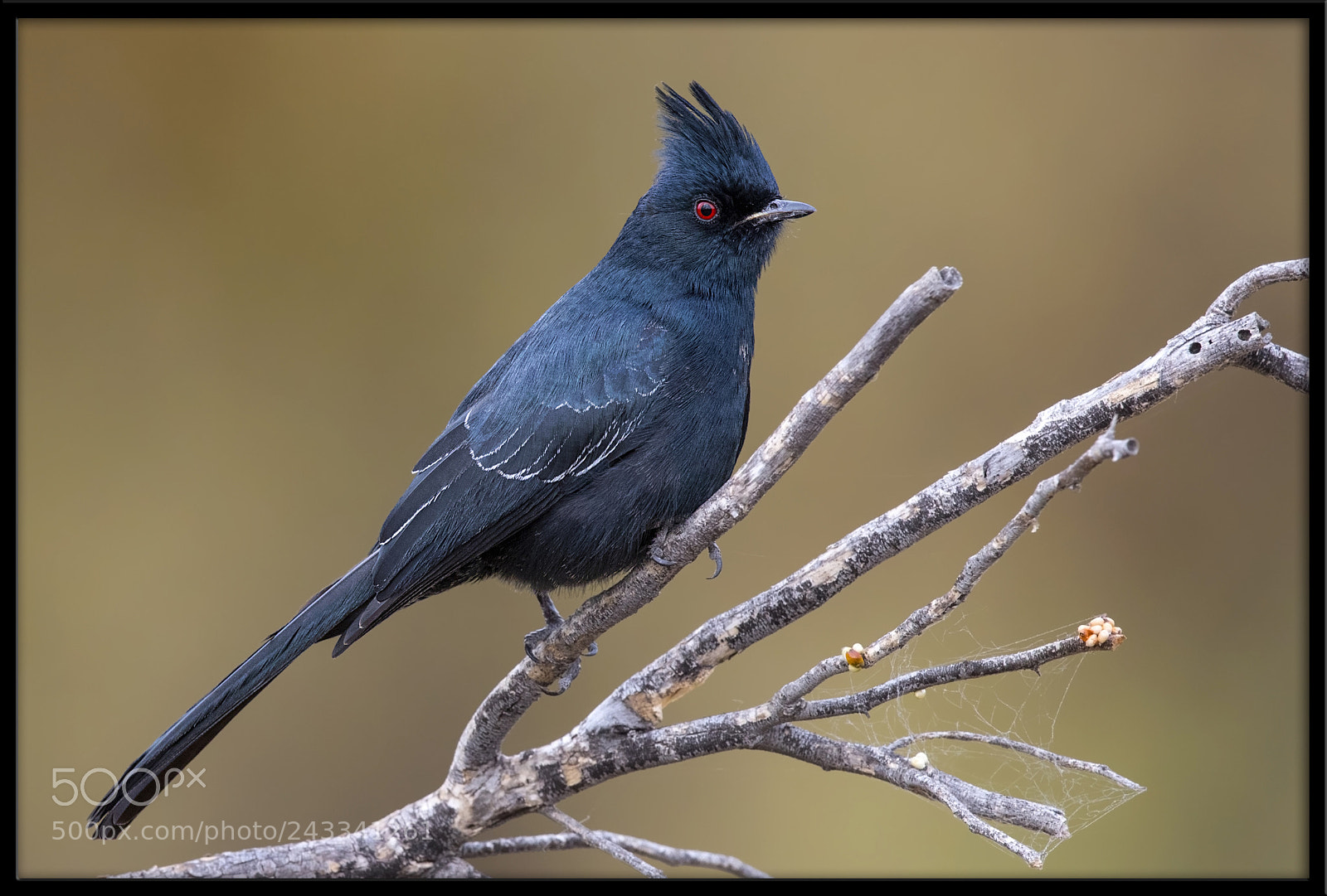 Canon EOS 7D Mark II sample photo. Phainopepla photography
