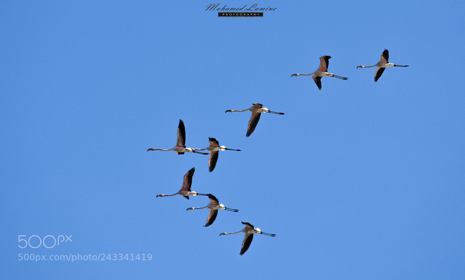Nikon D7200 sample photo. Migratory birds photography