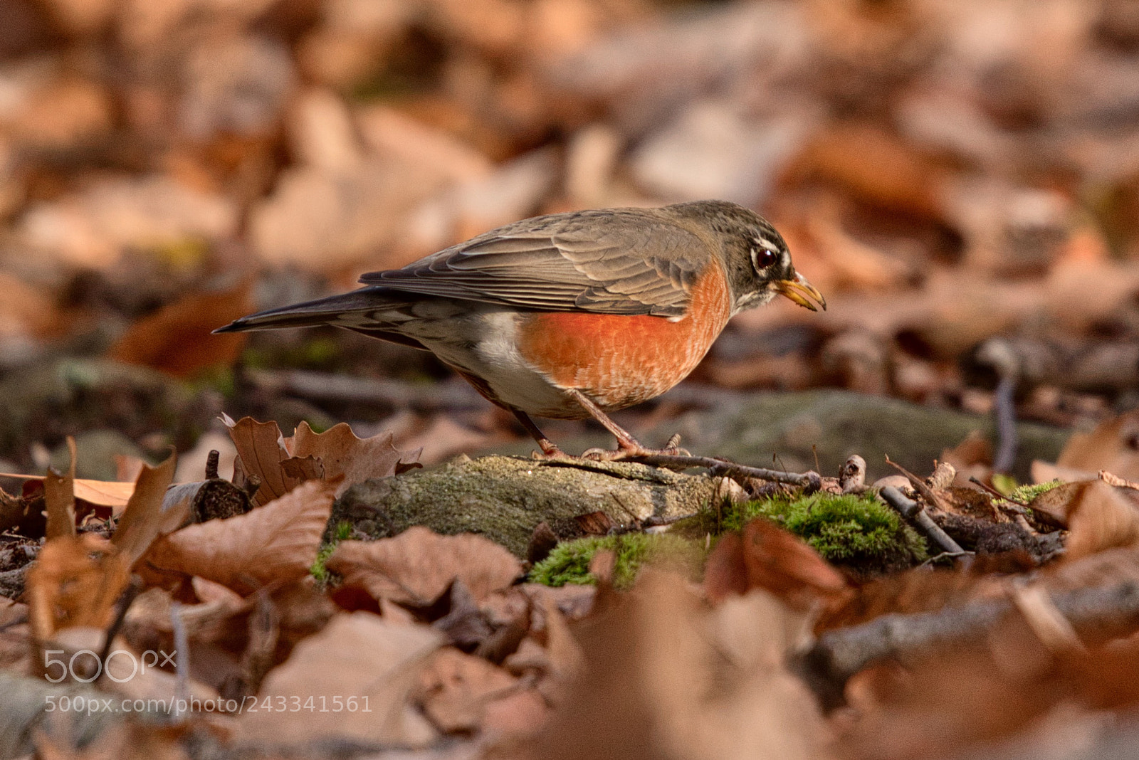 Nikon D5600 sample photo. Bird in woods photography