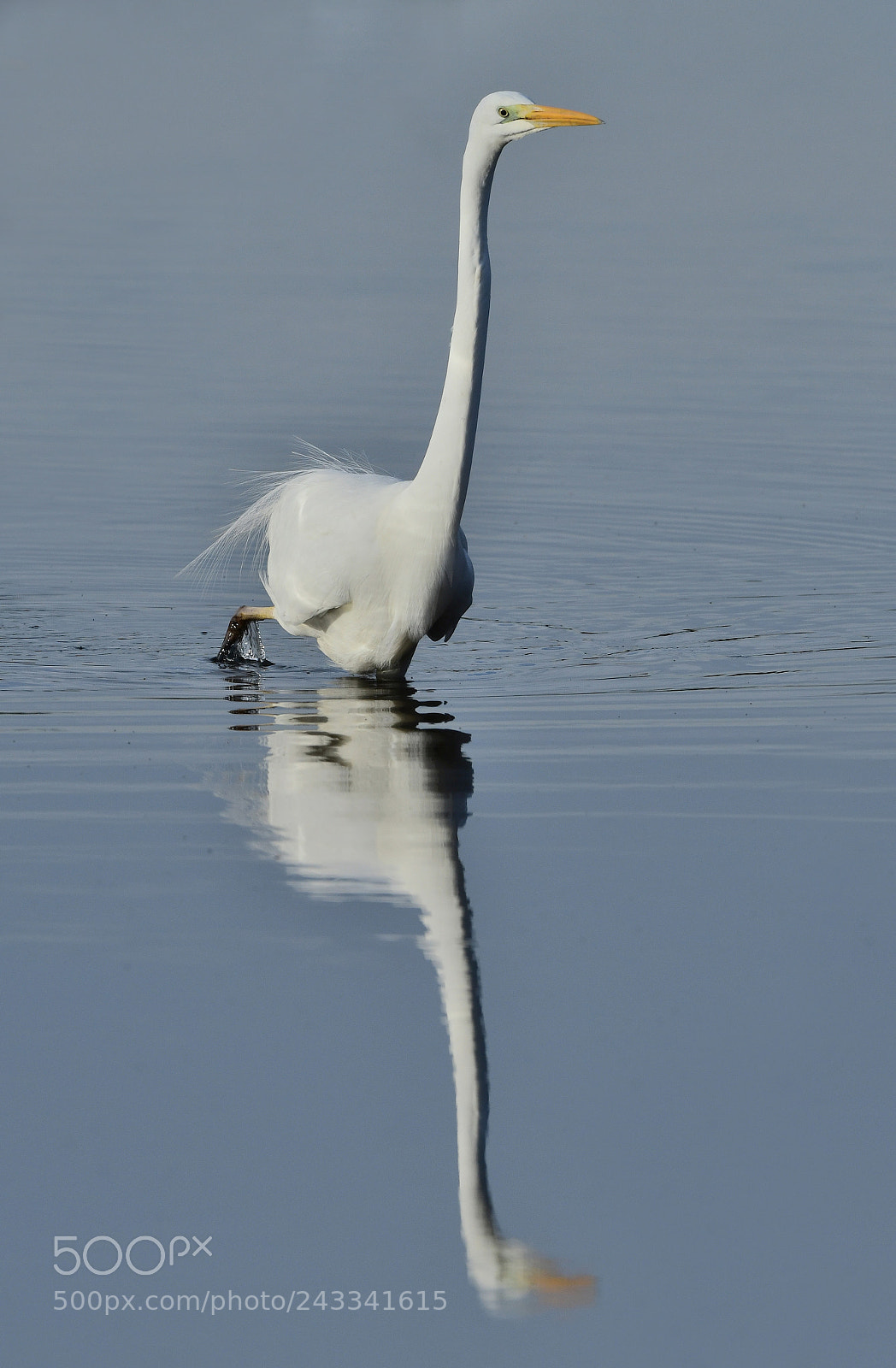 Nikon D500 sample photo. Grote zilverreiger photography