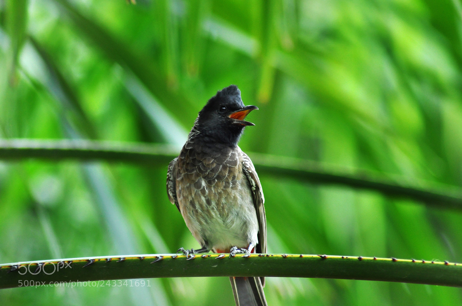 Nikon D90 sample photo. Blackhead photography