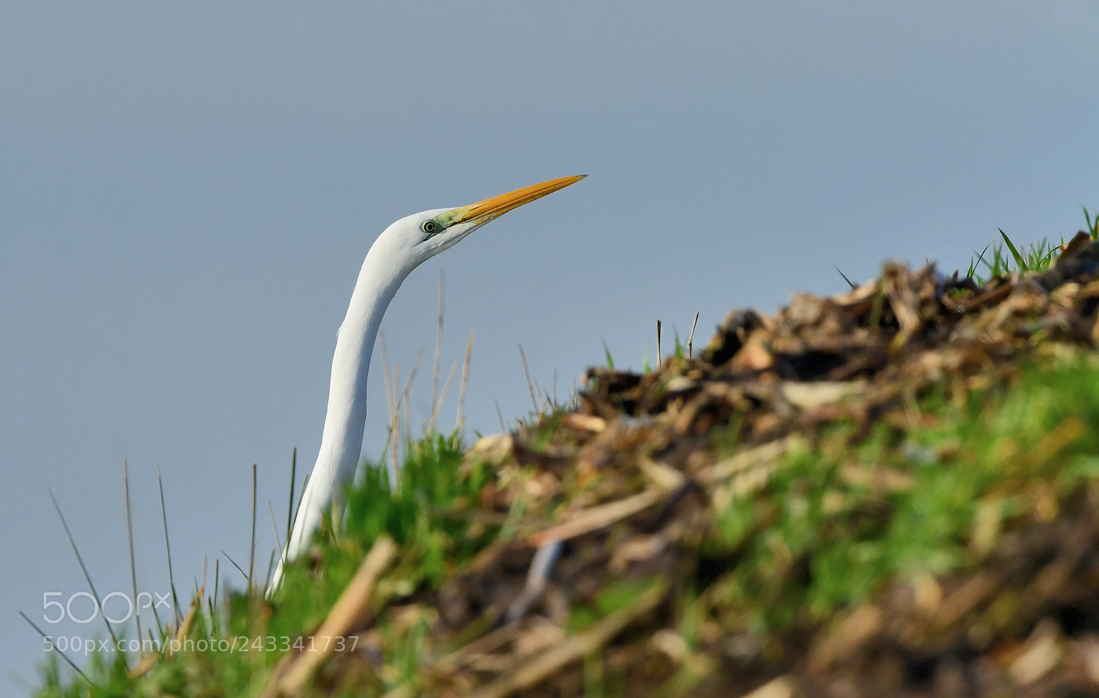Nikon D500 + Nikon AF-S Nikkor 500mm F4G ED VR sample photo. Grote zilverreiger photography