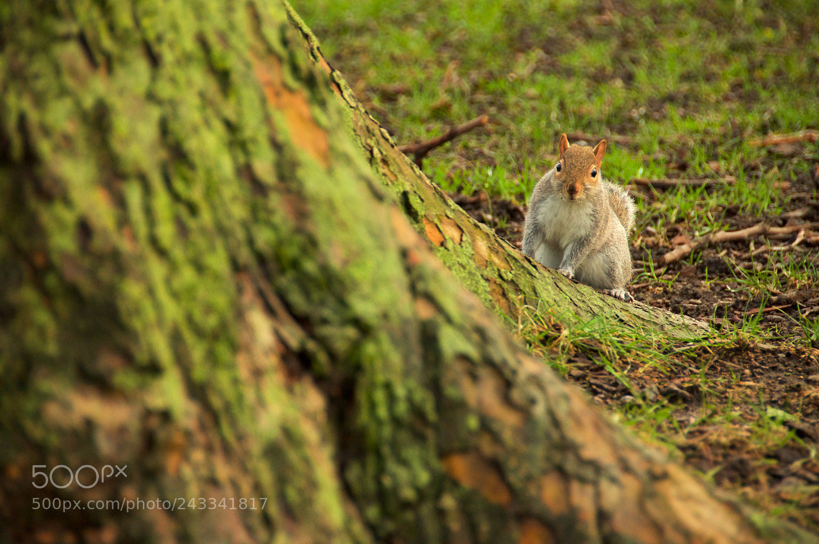 Nikon D5000 sample photo. British look photography