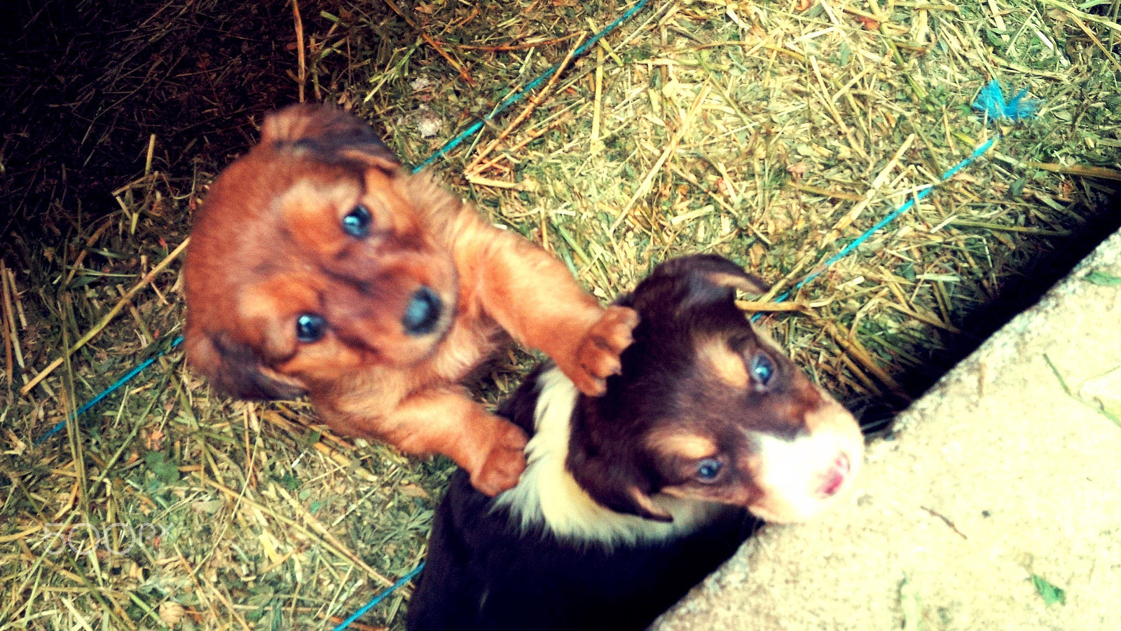 BlackBerry Z10 sample photo. Let me pet you photography
