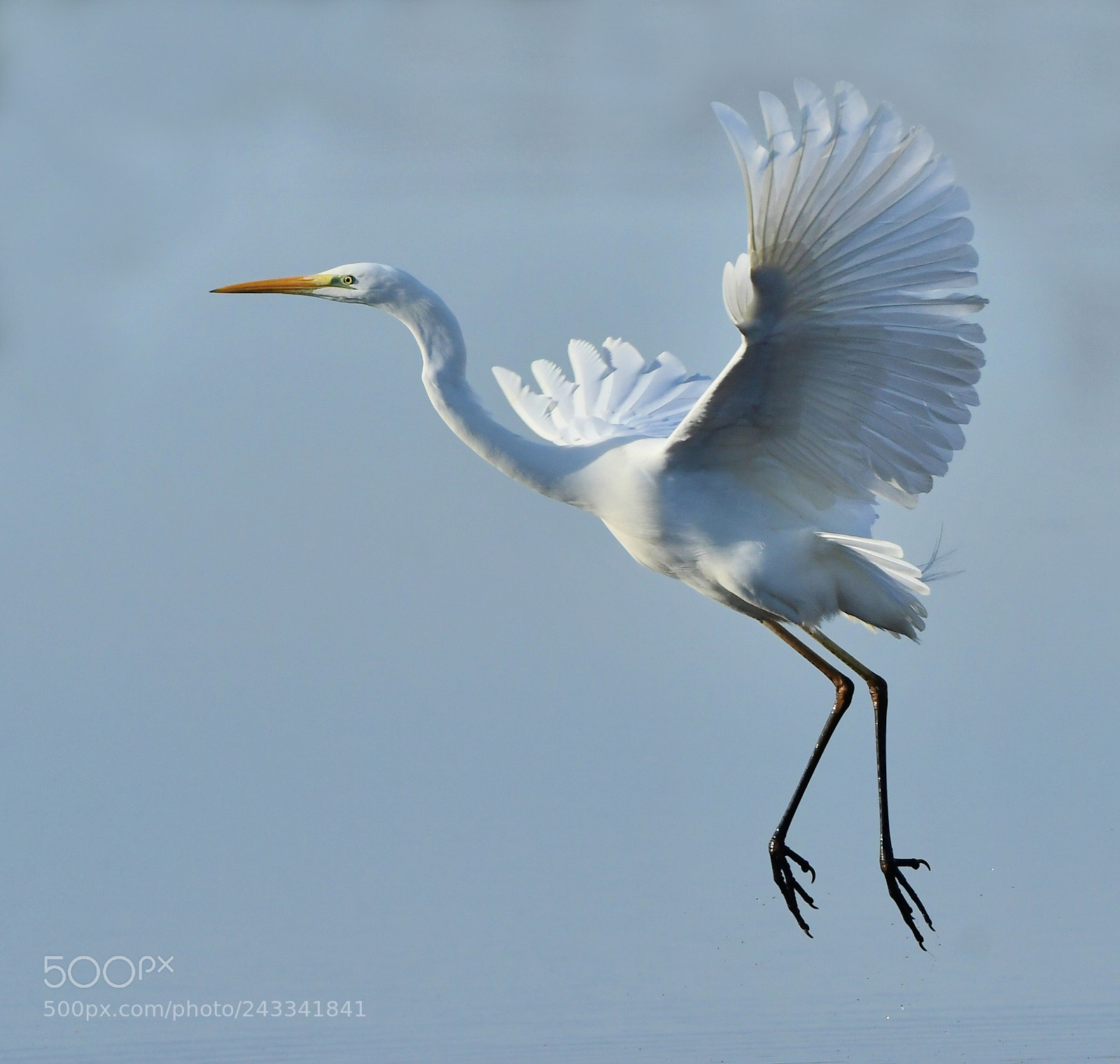 Nikon D500 sample photo. Grote zilverreiger photography