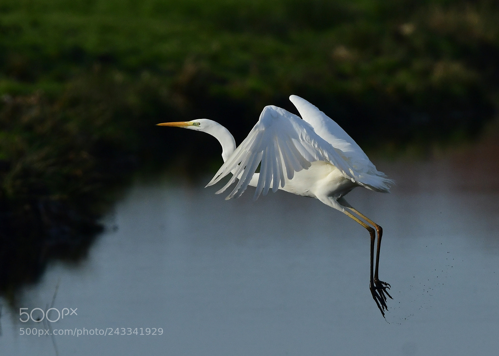 Nikon D500 + Nikon AF-S Nikkor 500mm F4G ED VR sample photo. Grote zilverreiger photography