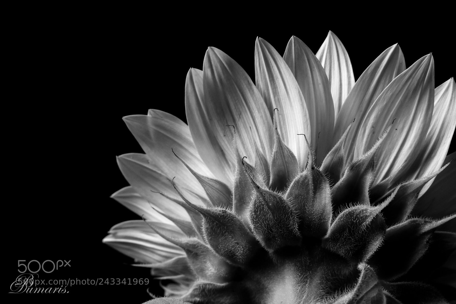 Canon EOS 750D (EOS Rebel T6i / EOS Kiss X8i) sample photo. Sunflower b&w photography