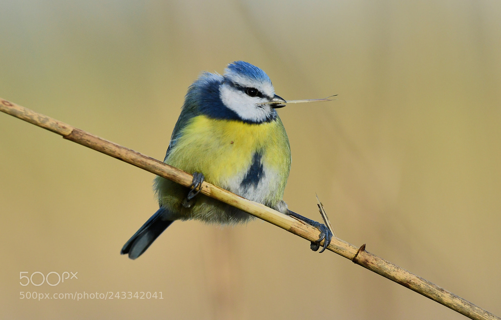 Nikon D500 + Nikon AF-S Nikkor 500mm F4G ED VR sample photo. Pimpelmees photography