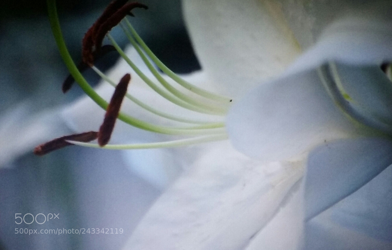 Samsung Galaxy Core Prime sample photo. White lily photography