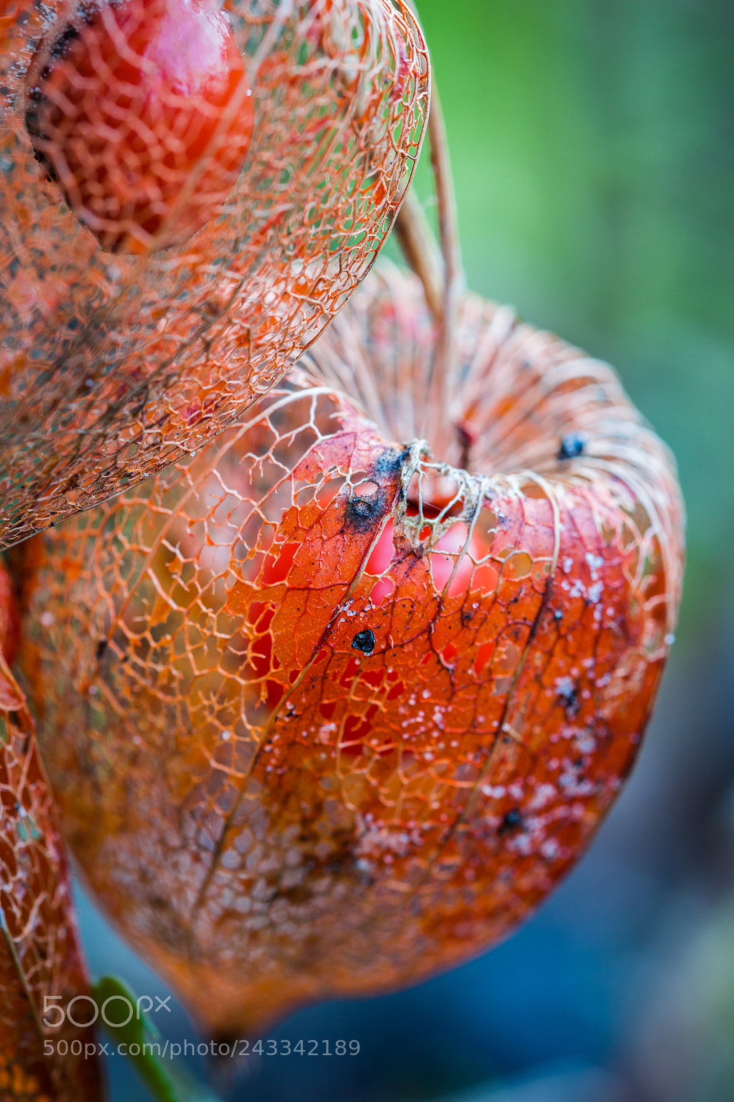 Canon EOS 650D (EOS Rebel T4i / EOS Kiss X6i) sample photo. Orange lantern photography