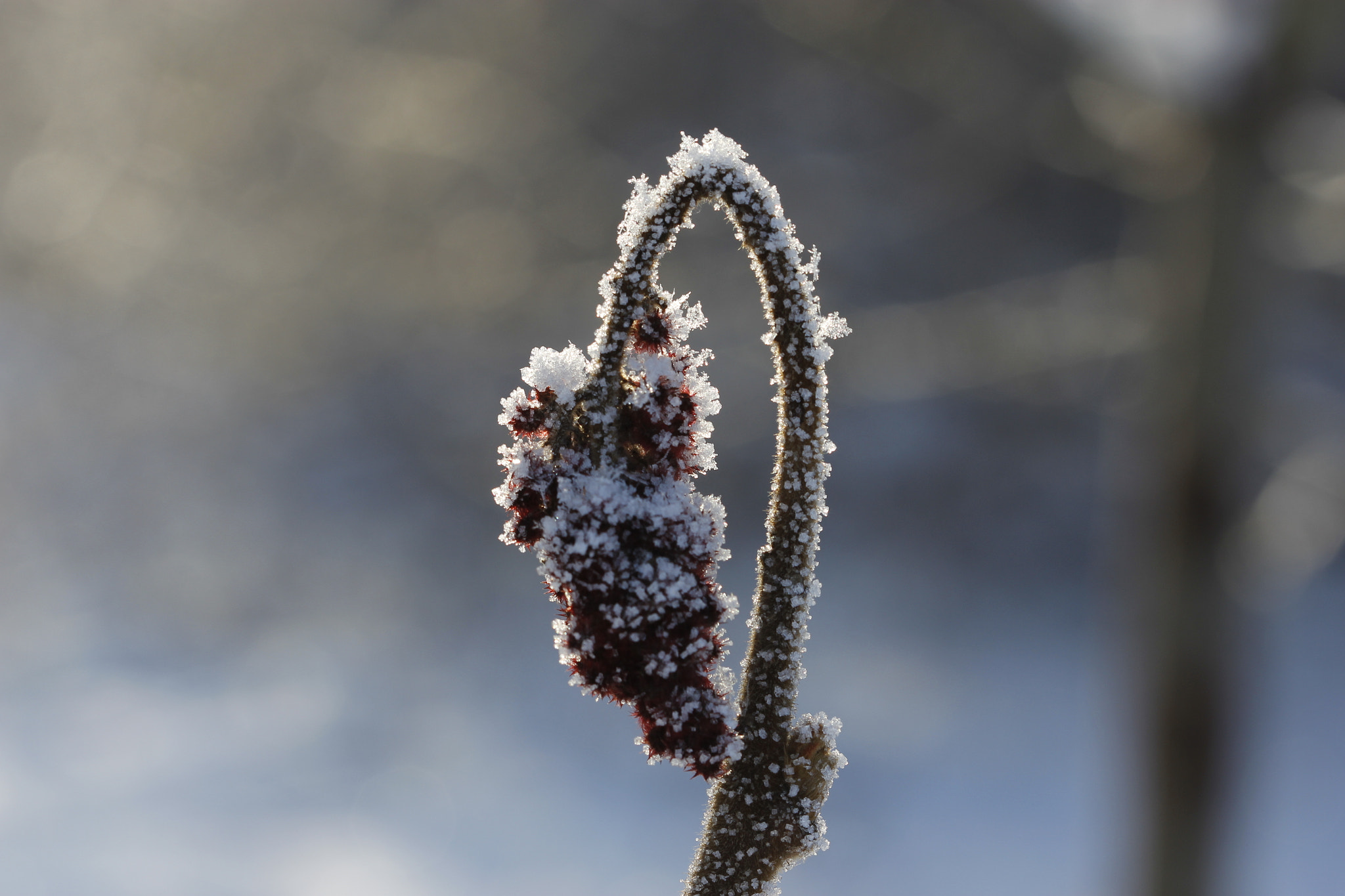 Canon EF 100mm F2.8 Macro USM sample photo. *** photography