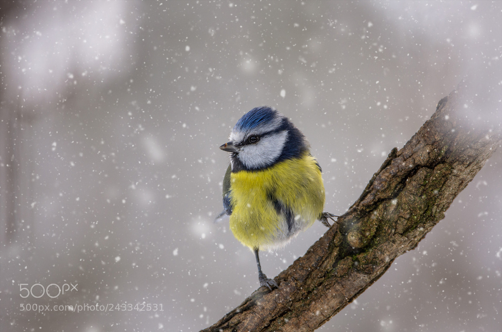Nikon D5100 sample photo. Bluetit photography