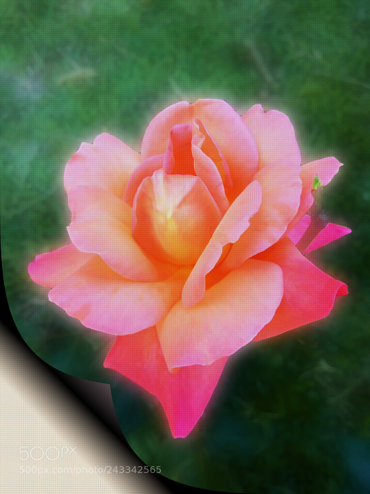 Xiaomi Redmi Note3 sample photo. Rose photography