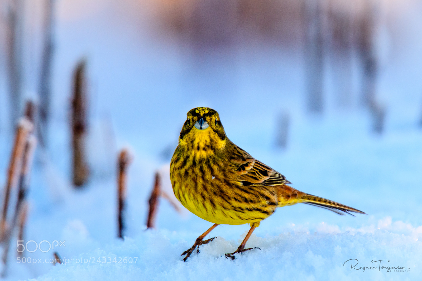 Nikon D500 sample photo. Yellowhammer photography