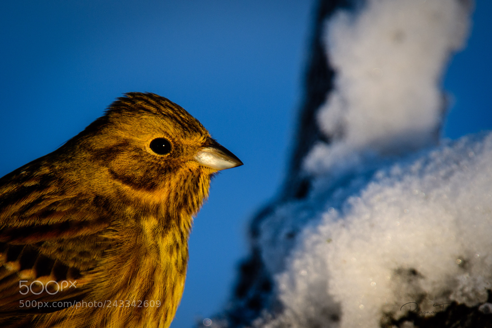 Nikon D500 sample photo. Yellowhammer photography