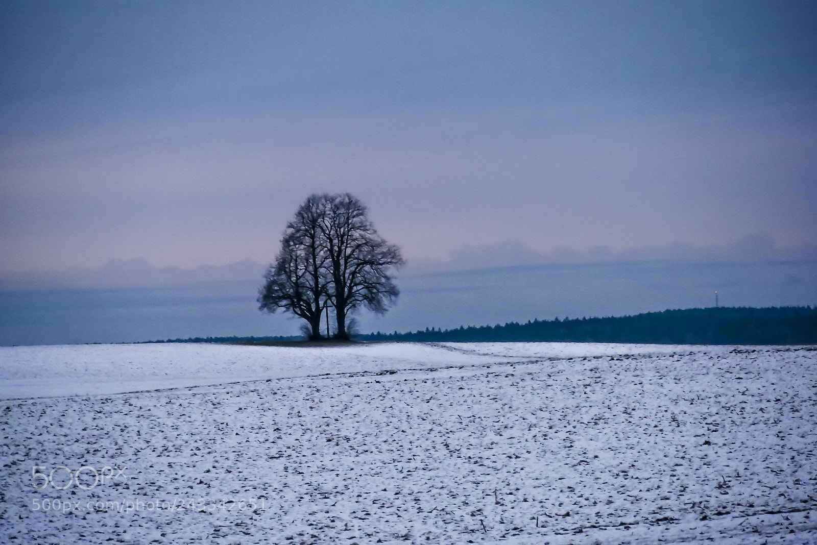 Panasonic DMC-G70 sample photo. Tree in winter photography