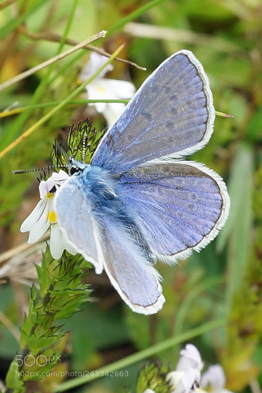 Sony SLT-A99V sample photo. Schmetterling photography