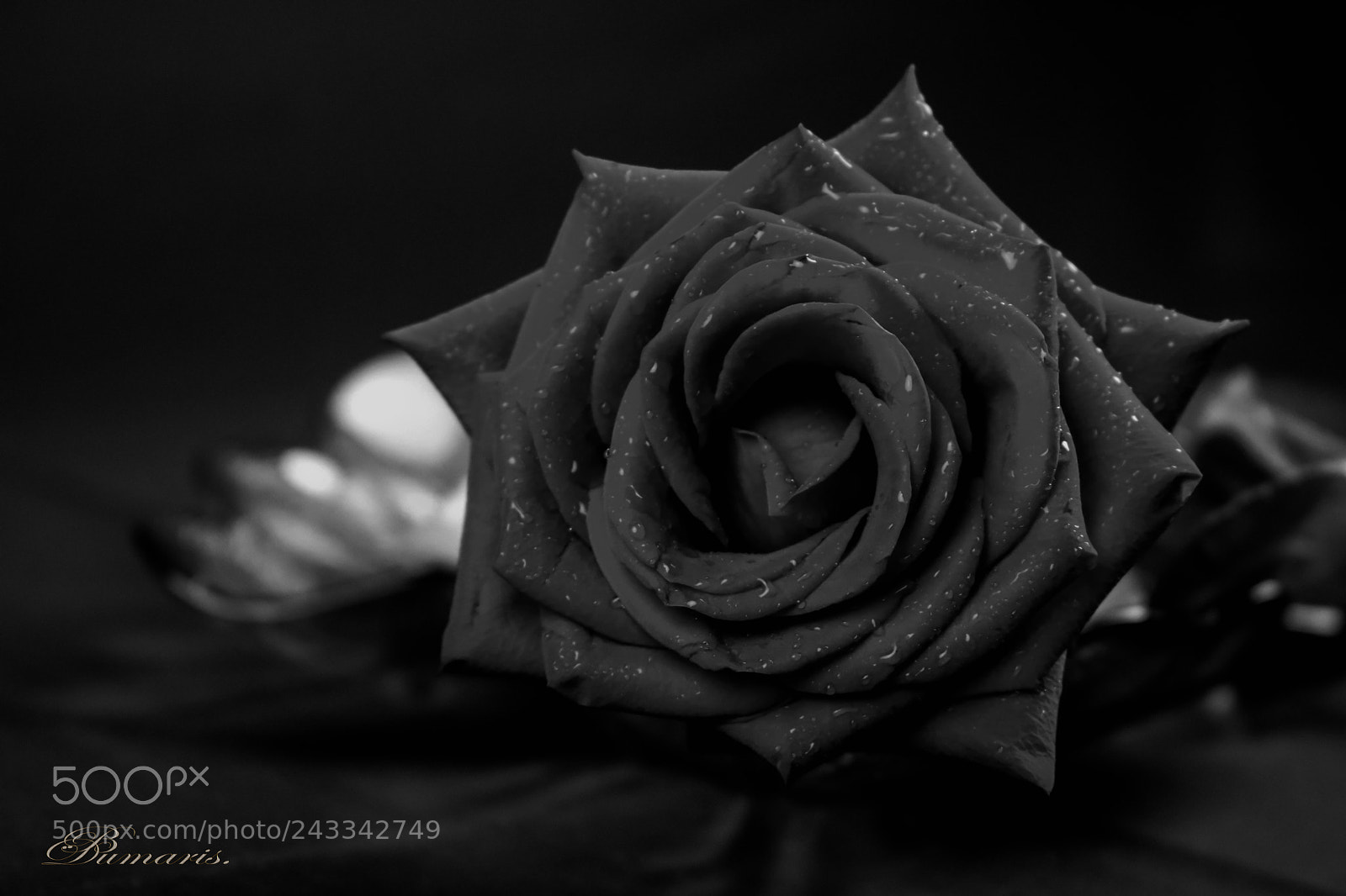 Canon EOS 750D (EOS Rebel T6i / EOS Kiss X8i) sample photo. Rosa roja b&w photography