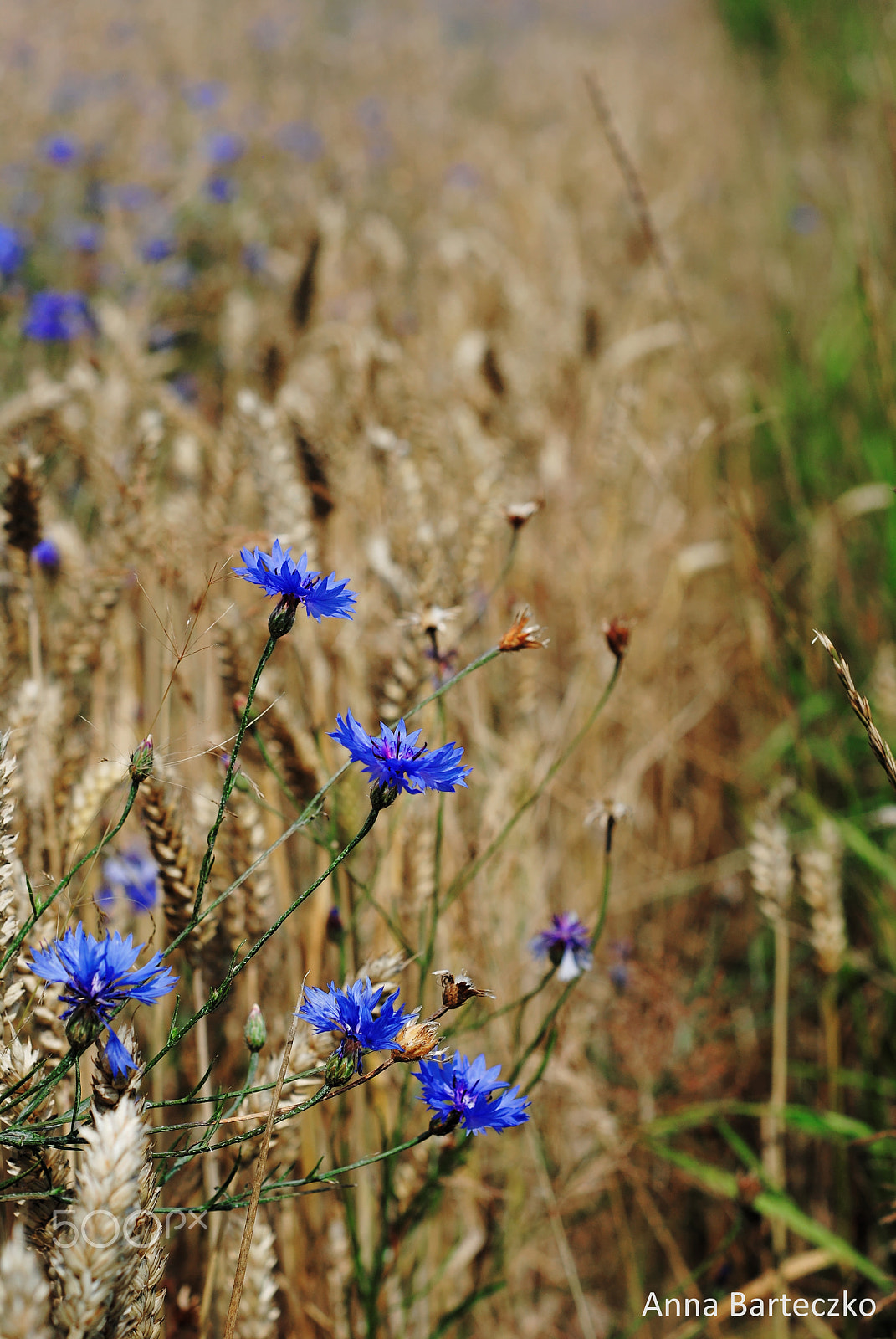 Nikon D3000 + Nikon AF Nikkor 50mm F1.8D sample photo. Centaurea cyanus photography