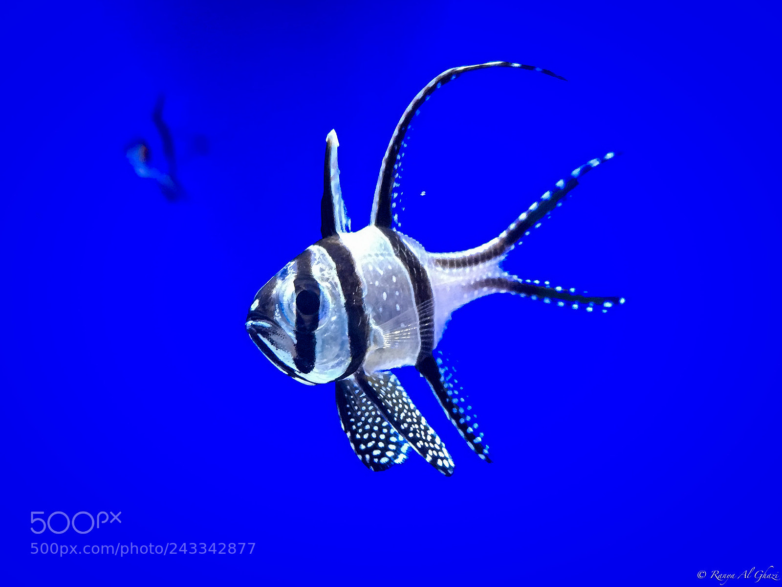 Apple iPhone 6s sample photo. Banggai cardinalfish photography