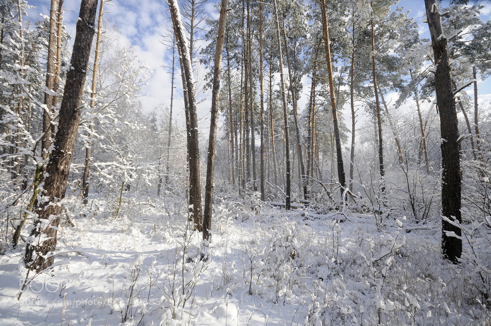 Nikon D300S sample photo. Winter forest photography