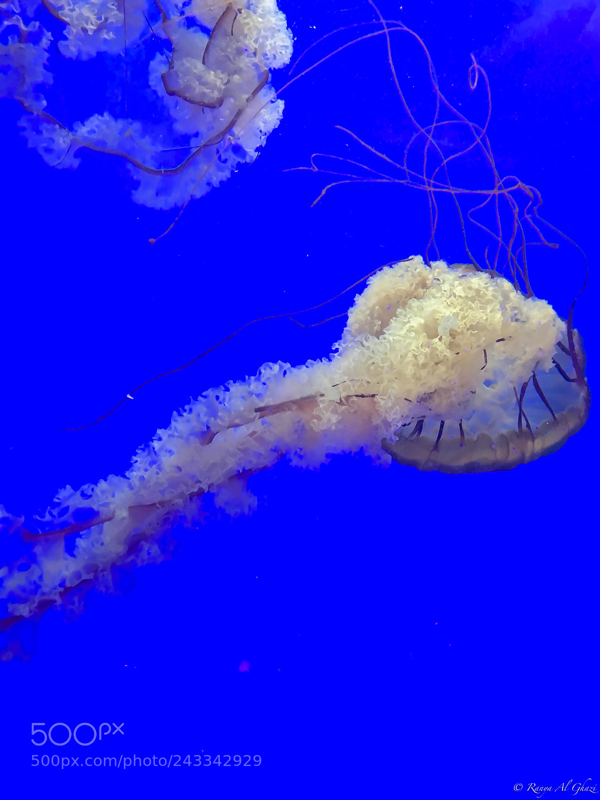 Apple iPhone 6s sample photo. Pacific sea nettle photography