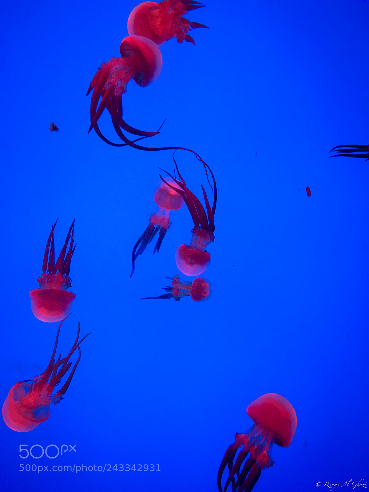 Apple iPhone 6s sample photo. Jellyfish photography