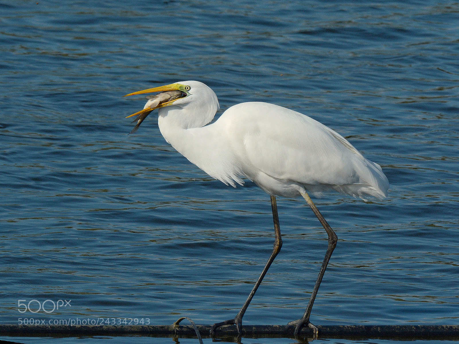 Nikon D7100 sample photo. Great egret photography