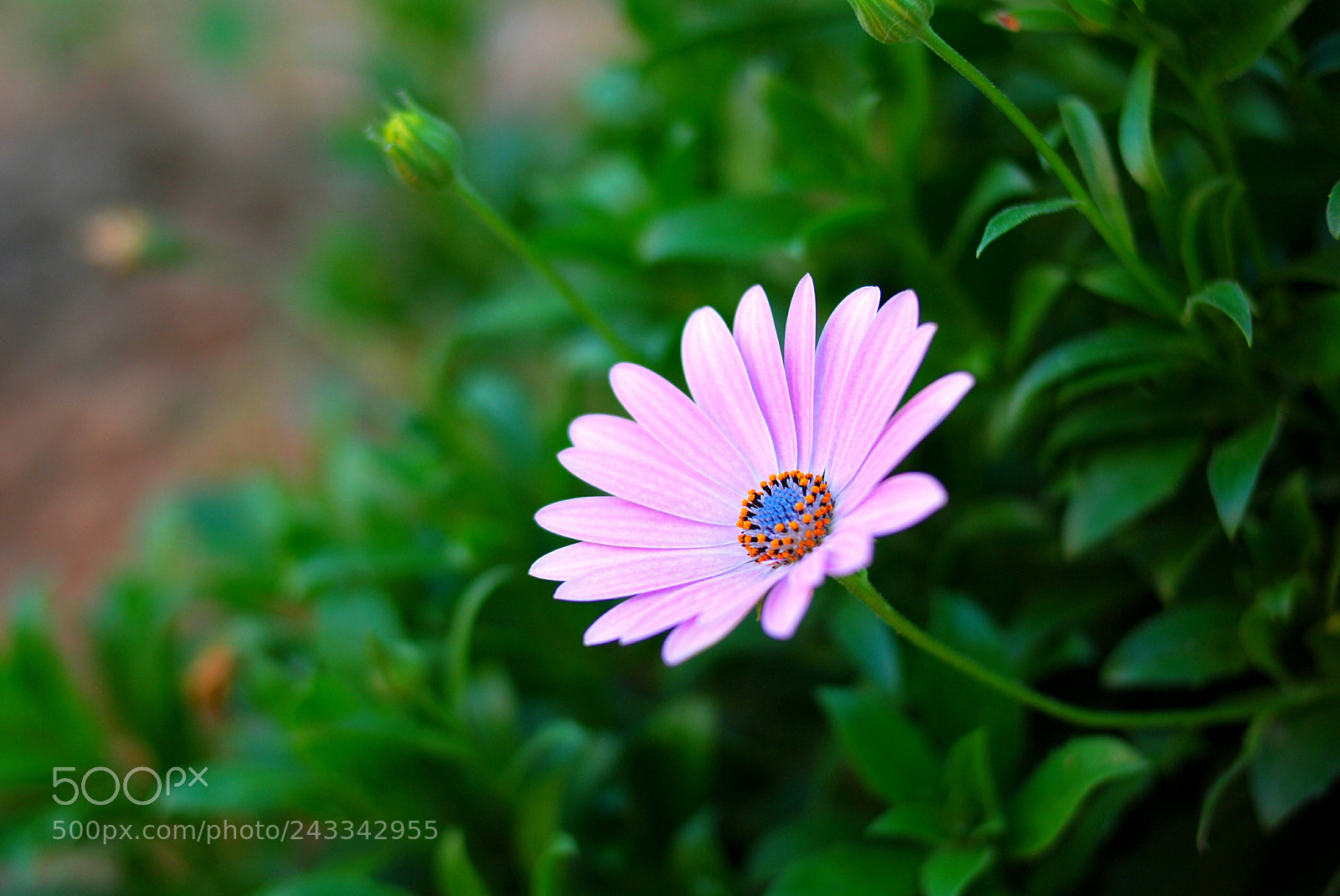 Nikon D40X sample photo. Flower photography