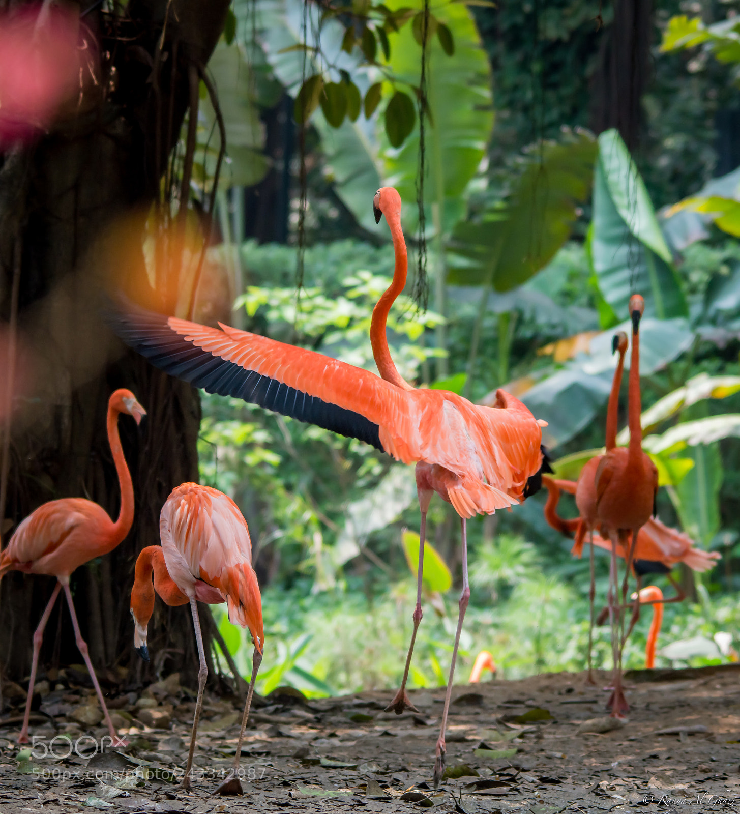 Nikon D3200 sample photo. Lesser flamingo photography