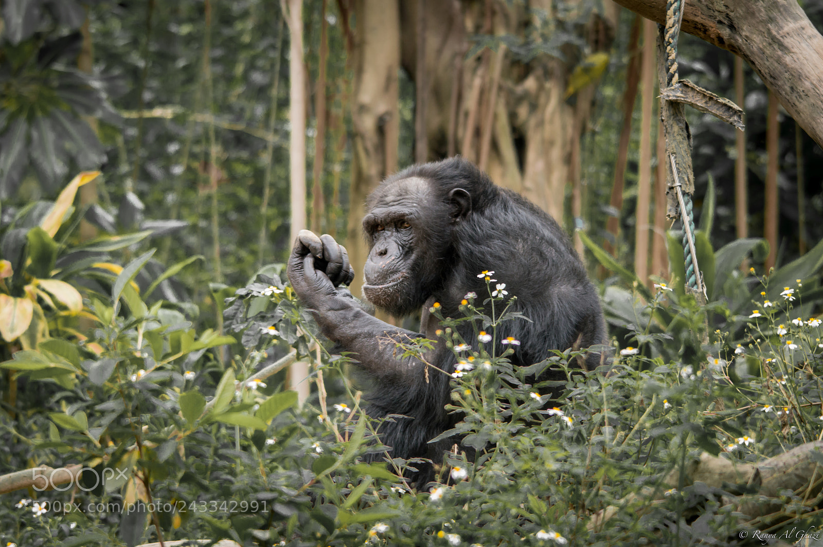 Nikon D3200 sample photo. Chimpanzee photography
