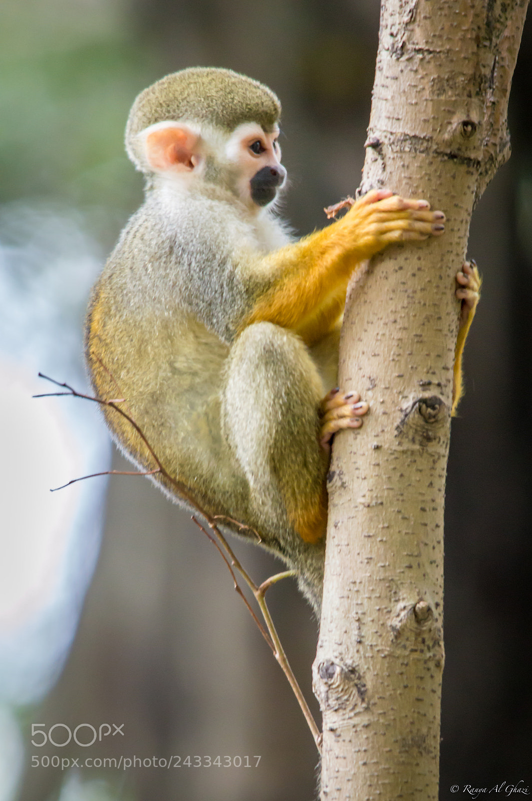 Nikon D3200 sample photo. Squirrel monkey photography