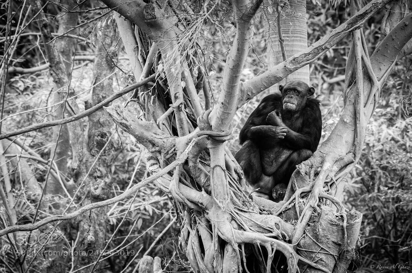 Nikon D3200 sample photo. Chimpanzee photography
