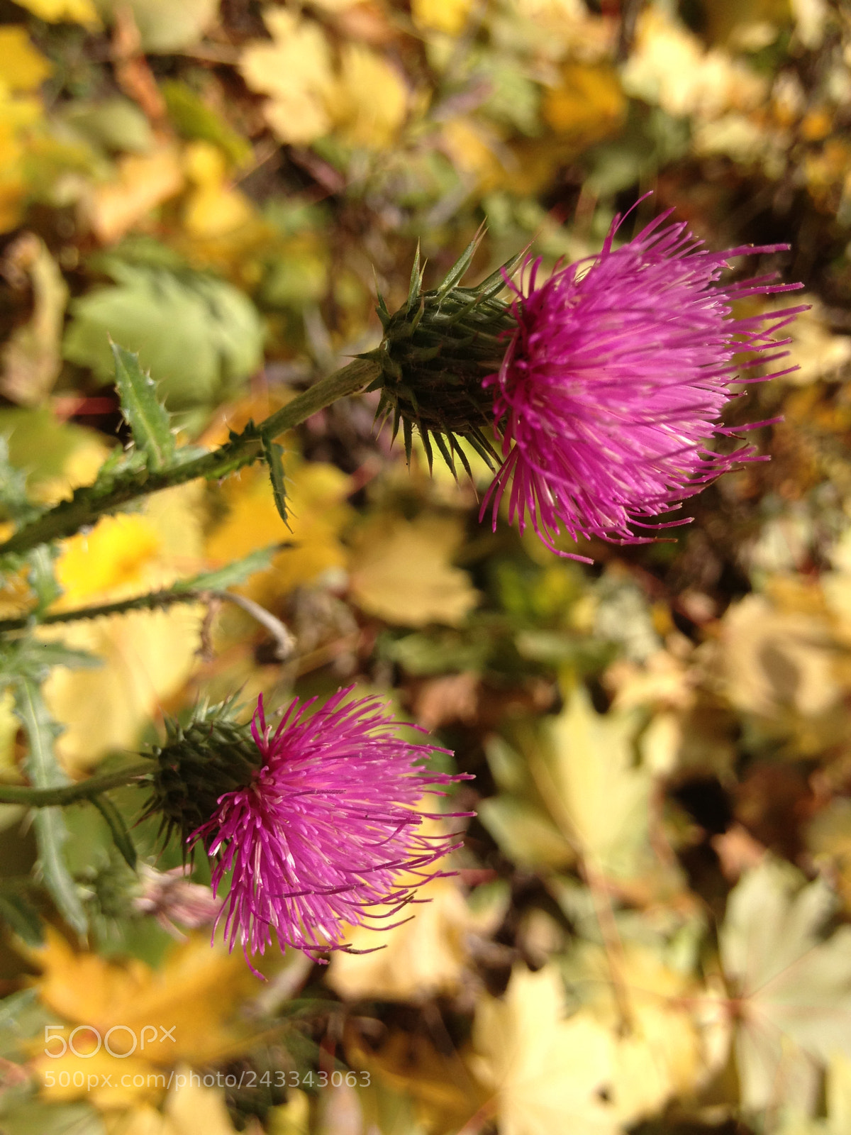 Apple iPhone 5 sample photo. Wild thistles photography