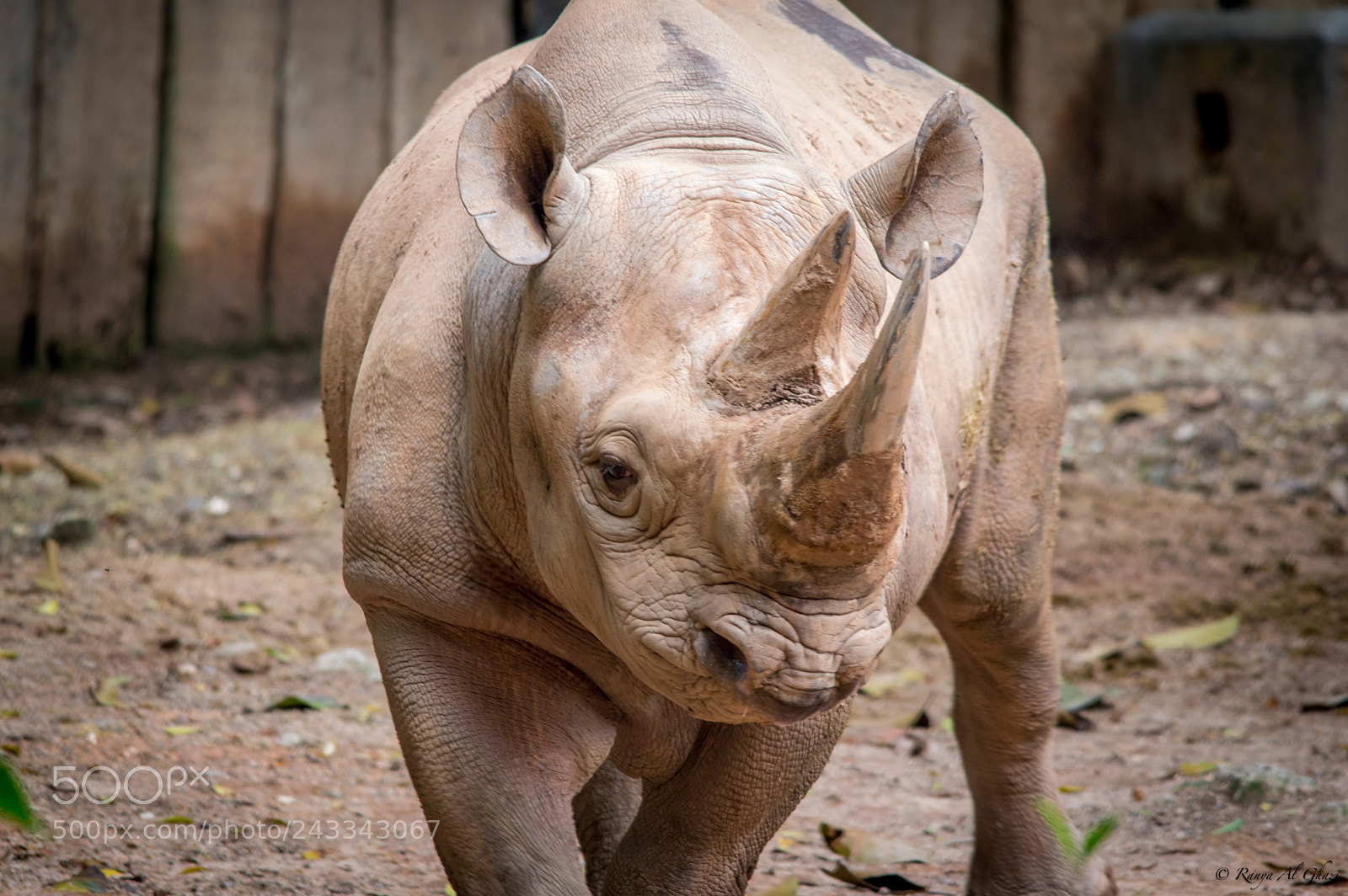 Nikon D3200 sample photo. White rhinoceros photography