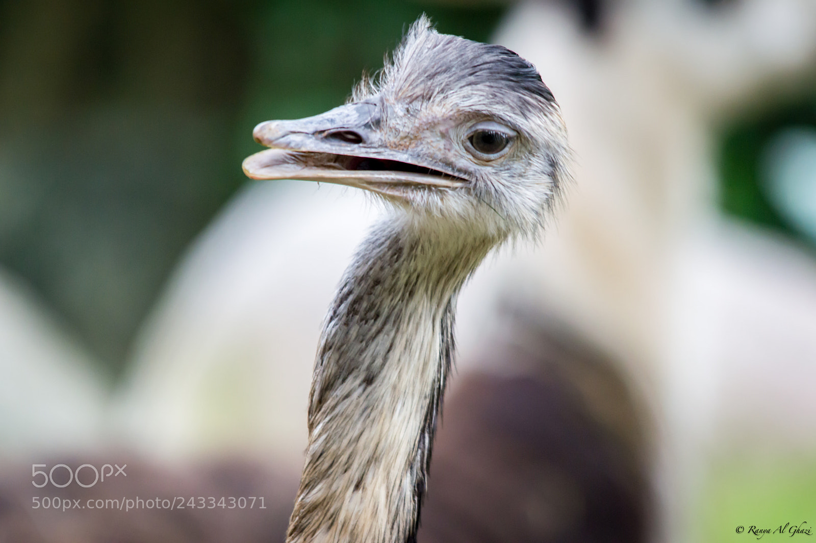 Nikon D3200 sample photo. Juvenile ostrich photography