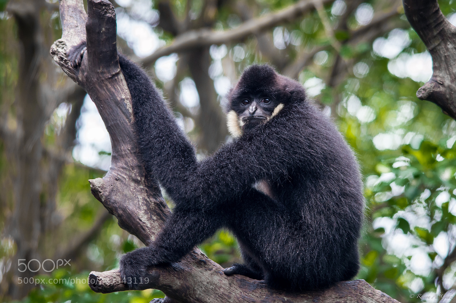 Nikon D3200 sample photo. White-cheeked gibbon photography