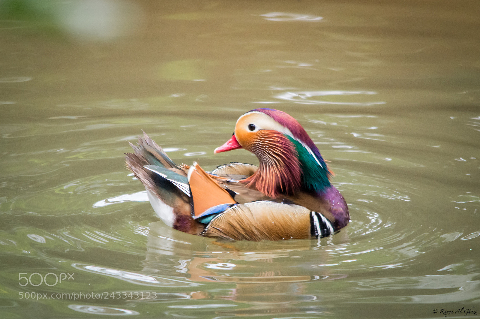 Nikon D3200 sample photo. Mandarin duck photography