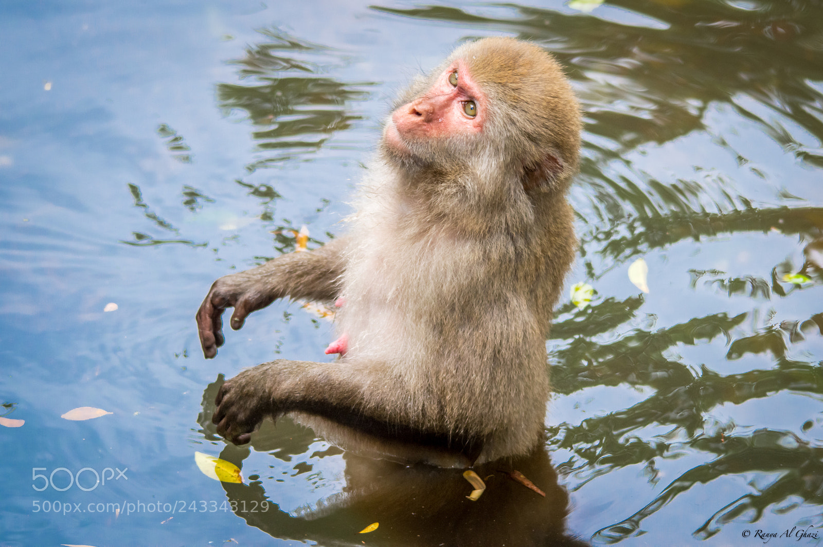 Nikon D3200 sample photo. Rhesus macaque photography