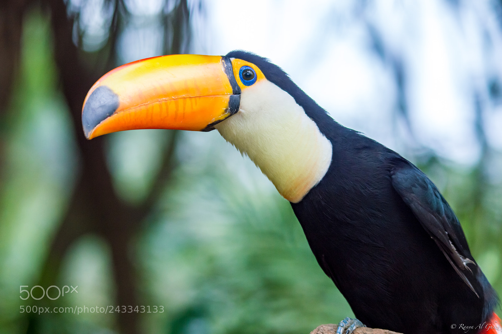 Nikon D3200 sample photo. Toco toucan photography