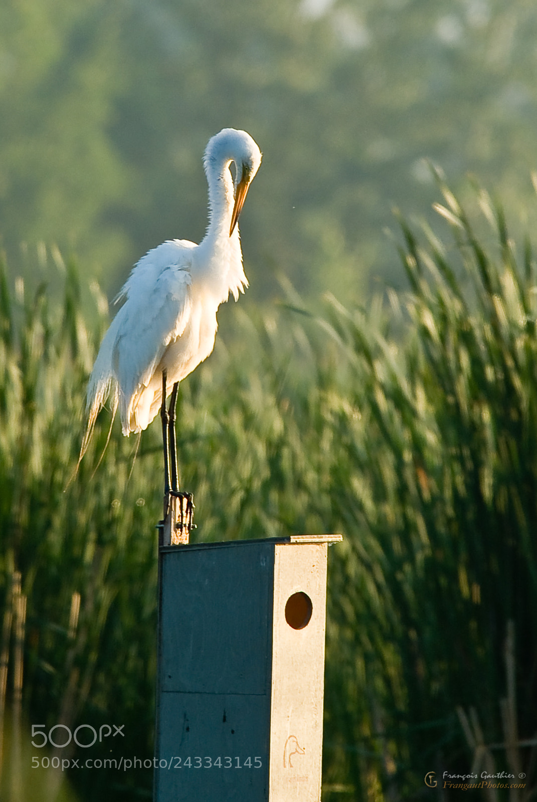 Fujifilm FinePix S3 Pro sample photo. Grande aigrette photography