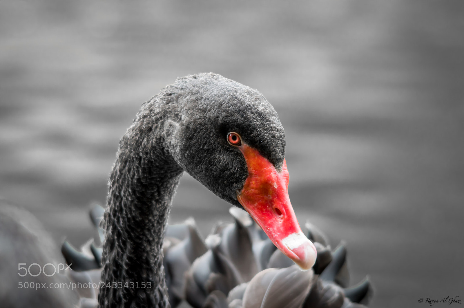 Nikon D3200 sample photo. Black swan photography